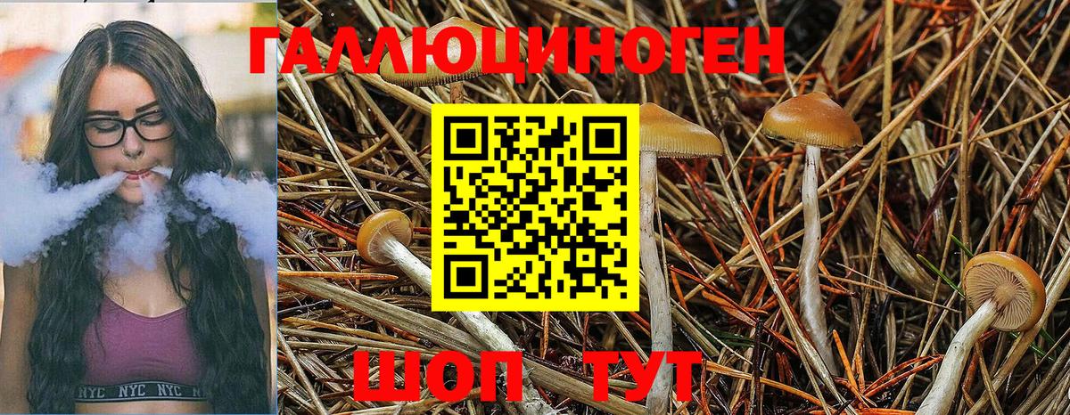Кудрово  Псилоцибиновые грибы Psilocybine cubensis  Вход с VPN 